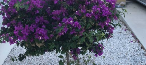 3 chambres Propriété commerciale à Konia, Cyprus No. 18960 6