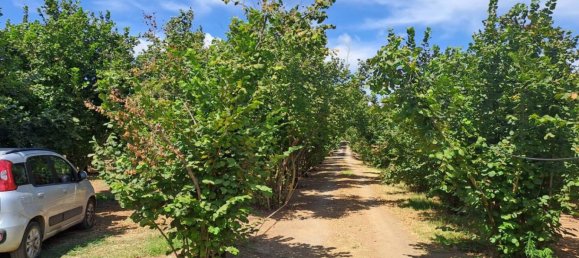 Terrain à Vignanello, Italy 8080m² No. 296719 2