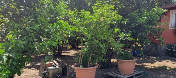 Terrain à Vignanello, Italy 8080m² No. 296719 3