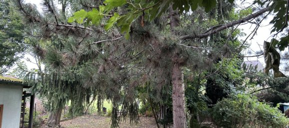 Terrain à Langenzersdorf, Austria 1079m² No. 253750 5