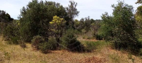 Grundstück in Loule, Portugal 11136m², Nr. 60559 3