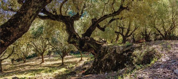 19571m² Land in Sardinia, Italy No. 242266 29