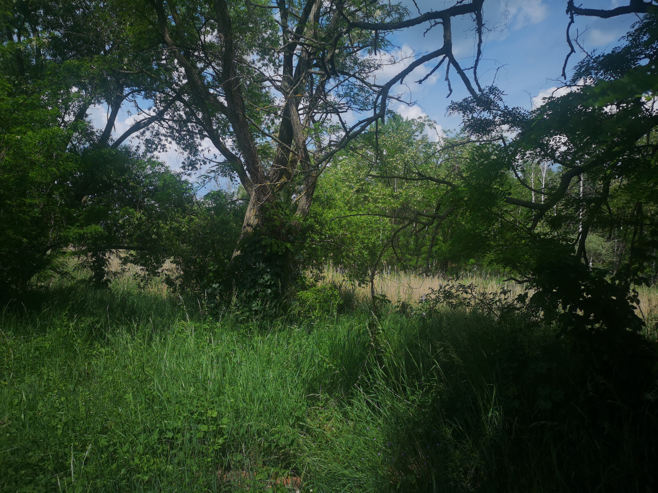 Grundstück in Nordsachsen, Germany, Nr. 346438