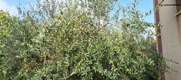 10 rooms House in Terre Roveresche, Italy No. 141610 4