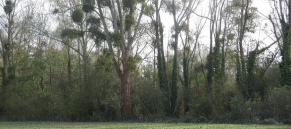 1505m² Land in Saint-Felix, France No. 304057 6