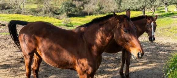 8 غرف نوم قلاع في Avis, Portugal رقم 135399 13