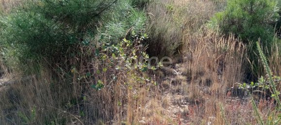 2250m² Land in Tondela, Portugal No. 88046 9