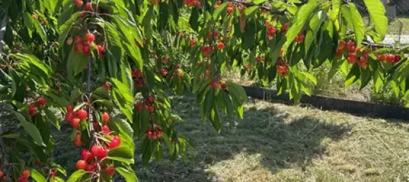 3-Zimmer Haus in Altglienicke, Germany, Nr. 219582 10