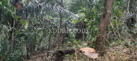 Земельный участок 3200м² в Tabanan, Индонезия № 3737 9