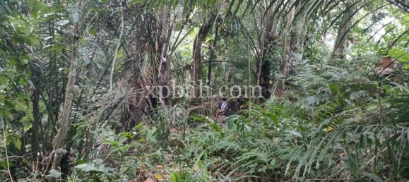 Земельный участок 3200м² в Tabanan, Индонезия № 3737 6