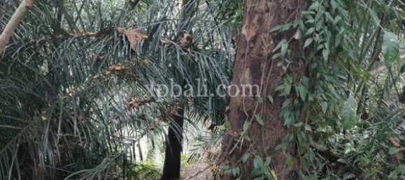 Земельный участок 3200м² в Tabanan, Индонезия № 3737 8