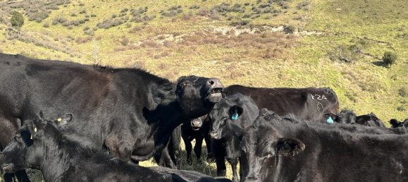 4 غرف نوم منزل في Ingoldsby, Australia رقم 472 4