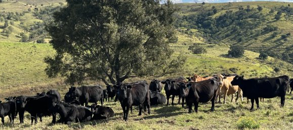 4 غرف نوم منزل في Ingoldsby, Australia رقم 472 3