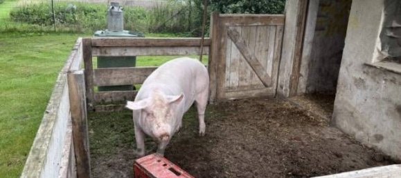 Adosado de 3 dormitorios en Mecklenburgische Seenplatte, Germany No. 278926 9