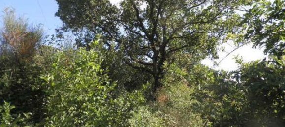 Terreno en Castellina Marittima, Italy 2000 m² No. 256871 7