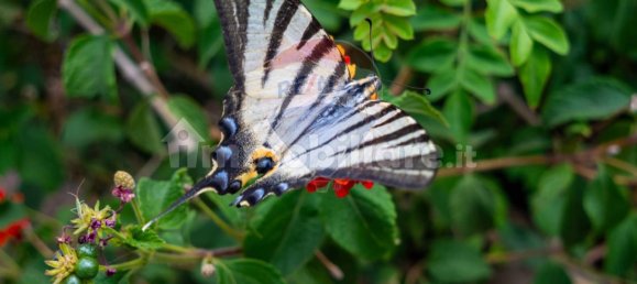  قطعة أرض في Calatabiano, Italy 60000متر مربع رقم 370715 14