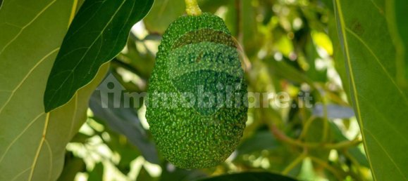  قطعة أرض في Calatabiano, Italy 60000متر مربع رقم 370715 9