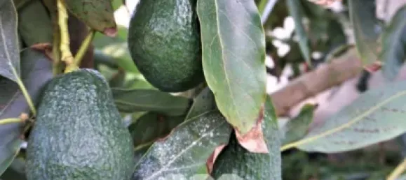 5 Schlafzimmer Haus in Sayalonga, Spain, Nr. 41946 42