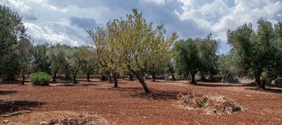 3 Schlafzimmer Haus in Ostuni, Italy, Nr. 328095 47