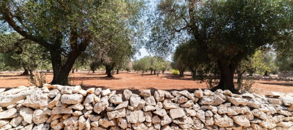 3 Schlafzimmer Haus in Ostuni, Italy, Nr. 328095 12