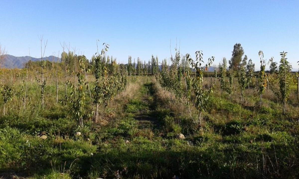 Terreno en Maule, Chile No. 976