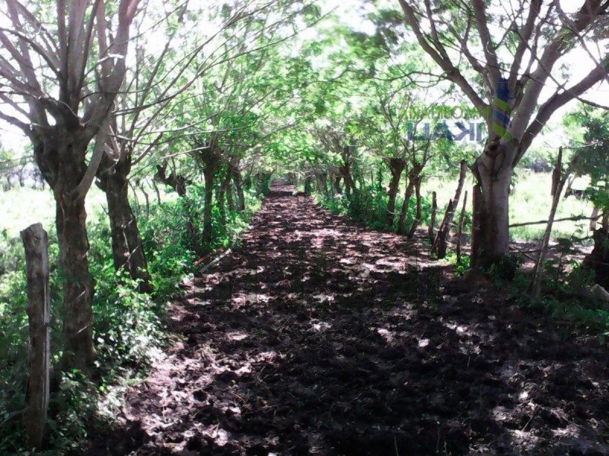  Land in Veracruz, Mexico No. 206414