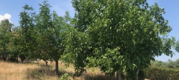 Дом с 2 спальнями в Спольторе, Италия № 180643 34