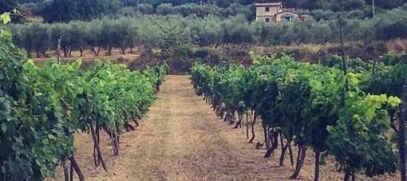 7 غرف نوم منزل في Sinalunga, Italy رقم 58019 18