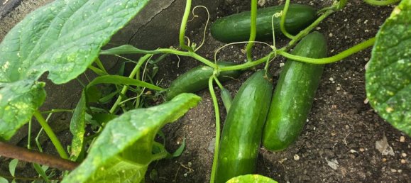 Terrain à Altglienicke, Germany No. 247110 7