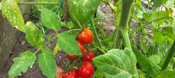 Terrain à Altglienicke, Germany No. 247110 6