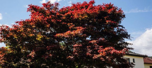 4-salle Maison à Enzenreith, Austria No. 215372 14