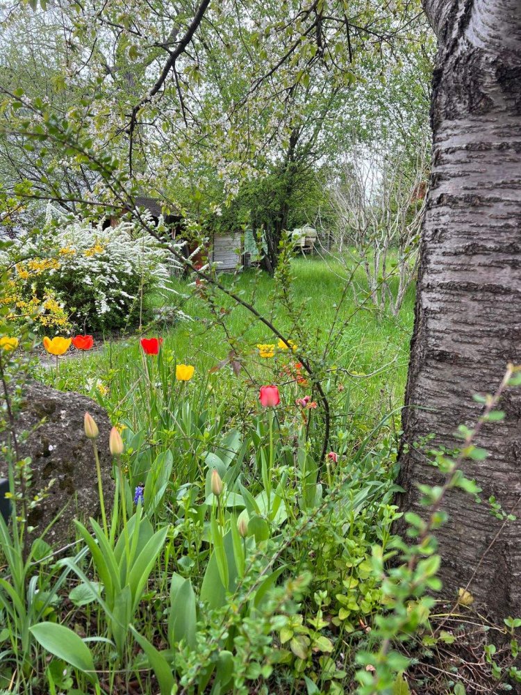 2-salle Bungalow à Felixdorf, Austria No. 50477