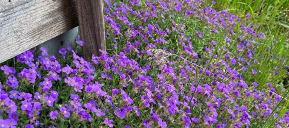 2-salle Bungalow à Felixdorf, Austria No. 50477 3