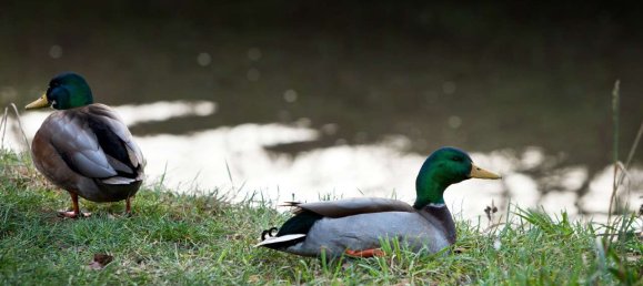 3 غرف نوم تاون هاوس في Dusseldorf, Germany رقم 319357 39