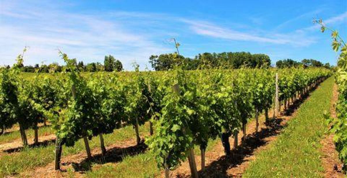 Bauernhof in Bordeaux, France, Nr. 18272