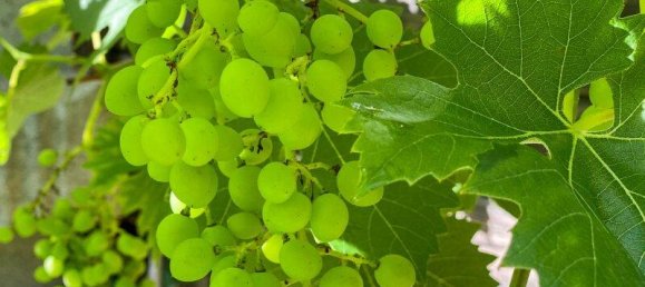 6 rooms House in Pressbaum, Austria No. 202446 12