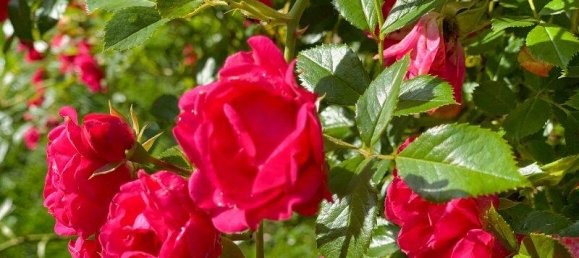 6 rooms House in Pressbaum, Austria No. 202446 7