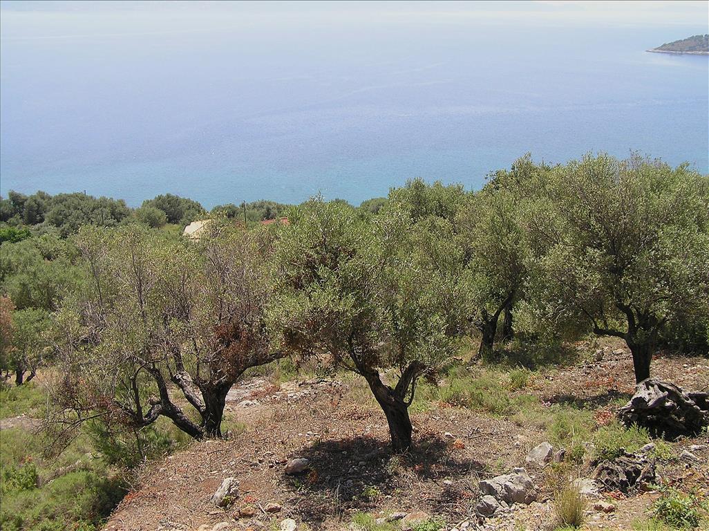  فندق في Kalamos, Greece 4010متر مربع رقم 56294