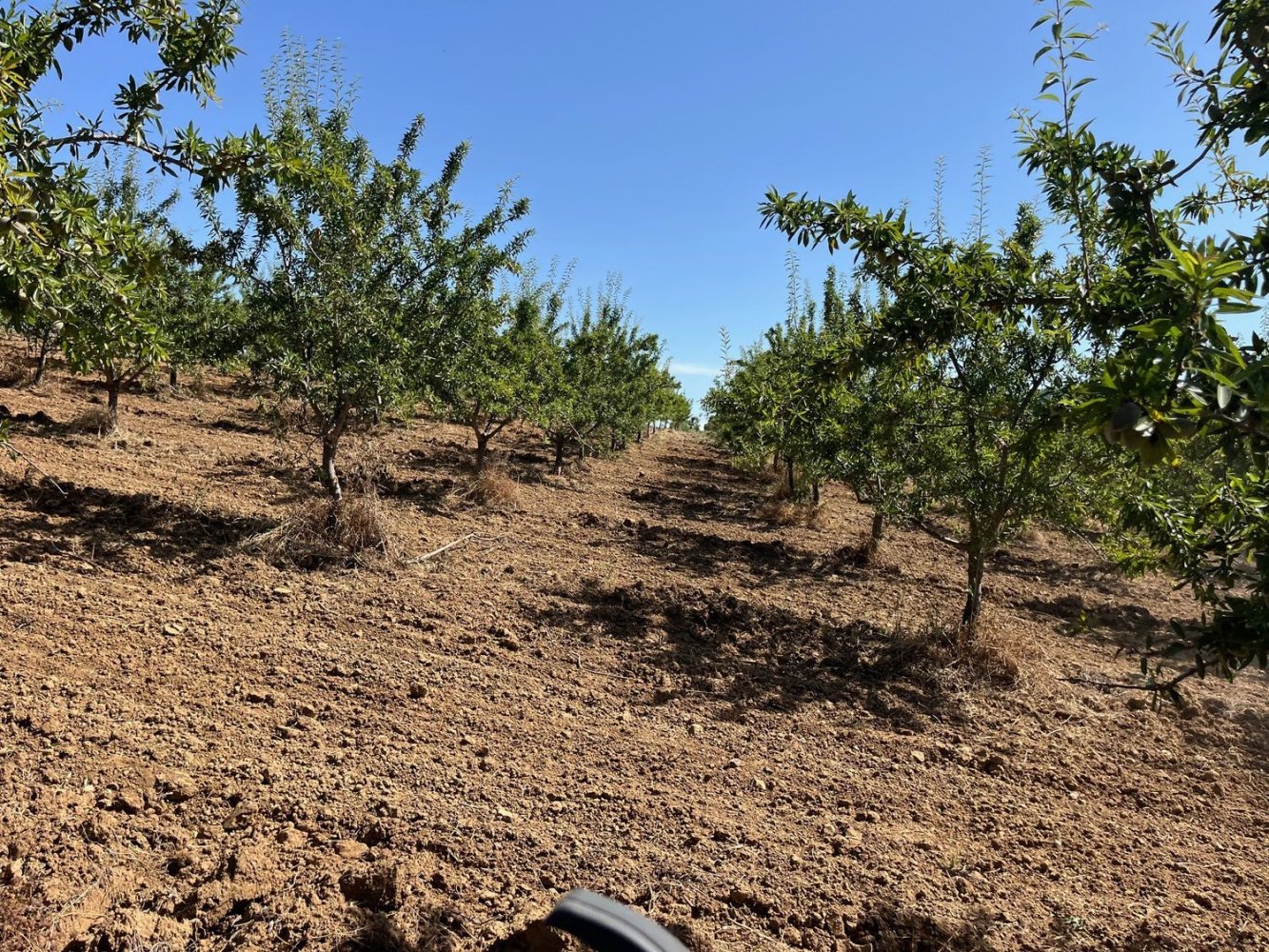 Terreno en Piana degli Albanesi, Italy No. 381593