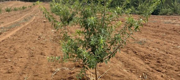 Terreno en Piana degli Albanesi, Italy No. 381593 6