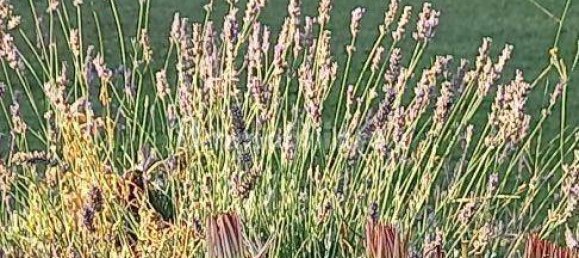 16 bedrooms House in Murlo, Italy No. 211976 18