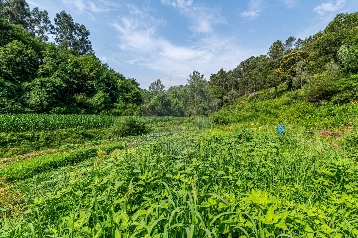 1 bedroom House in Felgueiras, Portugal No. 20886