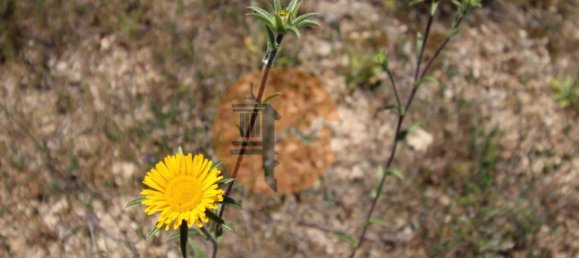  قطعة أرض في Faro, Portugal 880متر مربع رقم 45071 12