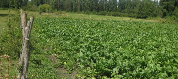  Land in Biobio, Chile No. 1242 2