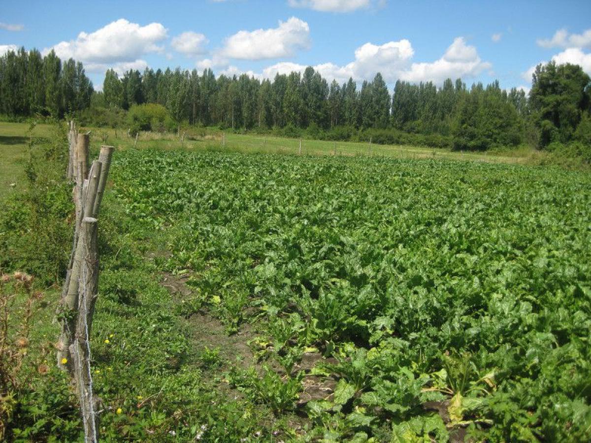  Land in Biobio, Chile No. 1242