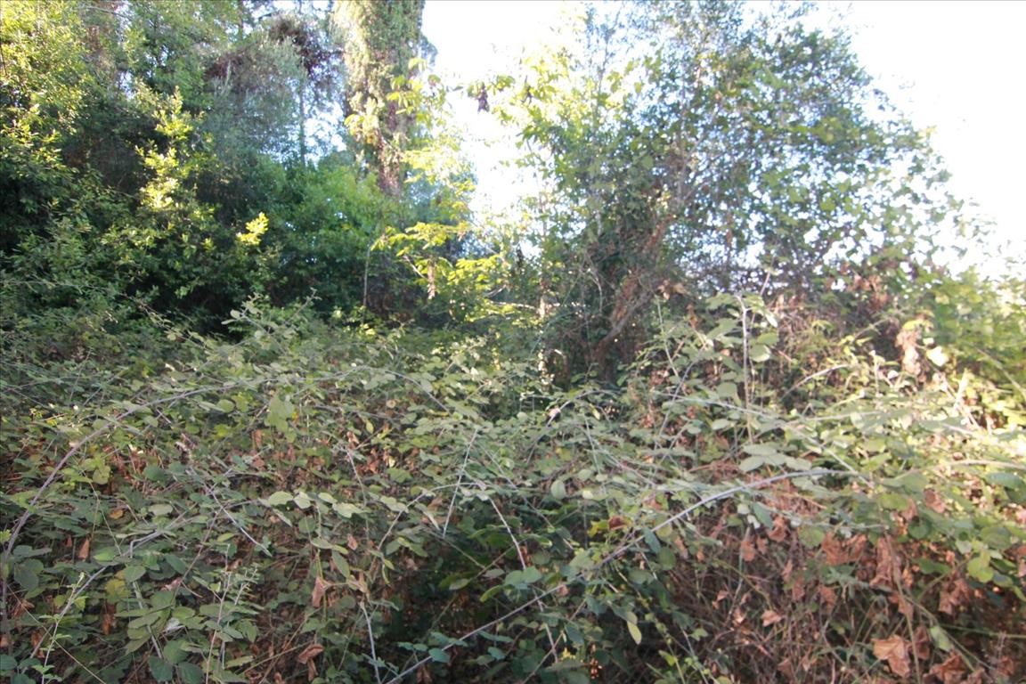 6500m² Hotel in Corfu, Greece No. 6045