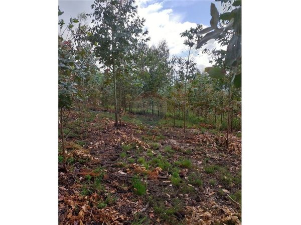 Terreno em Arcos de Valdevez, Portugal 3020 m² N.º 59449