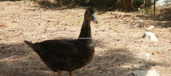 4 chambres Maison à Daya Nueva, Spain No. 132711 13