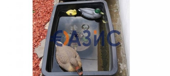 12غرفة فندق في Ravda, Bulgaria رقم 1019 45