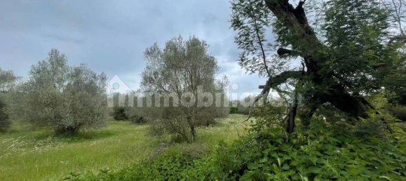 5570m² Land in Marta, Italy No. 174391 3